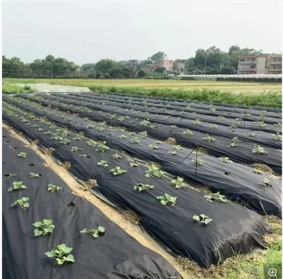 Anti UV Plant Cover Garden Fabric Made PP Agricultural Non Woven Fabric